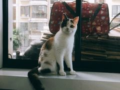 -喵的天空名猫咖啡馆·撸猫·猫舍·用品