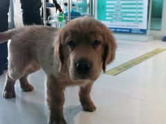 -欧奕国际动物医院