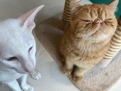 -飞行喵MR PILOT|猫舍·猫咖(静安大融城店)