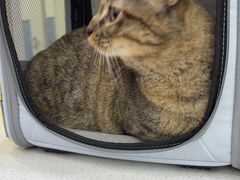 -凯瑞希宠物医院·狂犬免疫·微创·皮肤科