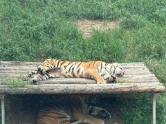 -大连森林动物园