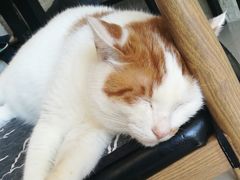 -平行世界·猫咖(首经贸店)