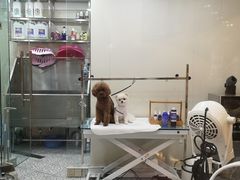 -momokira米努特·德文卷毛猫·棉花面纱犬