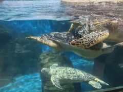 -海合安武汉极地海洋公园