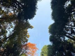 -山王坪喀斯特国家生态公园