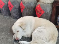 -孝店王酒酿馒头(安昌1店)