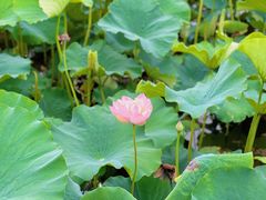 -荷塘月色湿地公园·向阳花洲