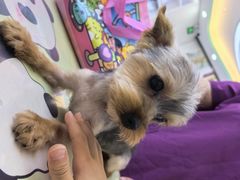 -达爱动物医院·犬猫分区·CT·复杂眼科(远洋山水分院)