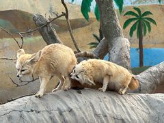 -上海野生动物园