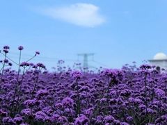 -紫颐香薰山谷景区
