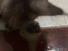 -辛巴宠物医疗中心·骨科·内分泌专科·心肾专科(亭林公园店)