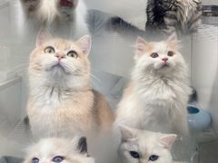 -lincat·猫舍(广州店)