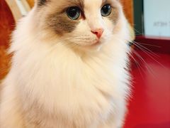 -和它·交个朋友·狗咖猫咖(爱琴海店)