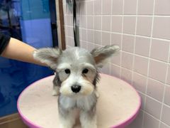 -FAELING PETS美天灵宠物(富力广场店)