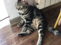 -这儿没有猫·猫咖萌宠馆·撸猫