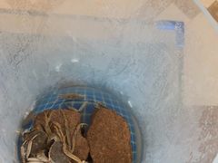 -青岛蓝海御华大饭店（金沙滩店）·蓝钻国际美食自助百汇