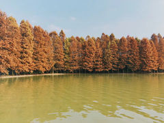 -上海海湾国家森林公园