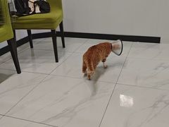 -艾吉宠物医院·疑难杂症转诊中心·猫友好(碧江路院)
