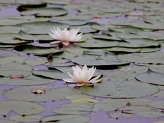 -合肥滨湖国家森林公园