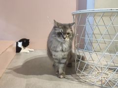 -猫儿山۰猫主题餐厅