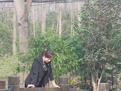 -合肥滨湖国家森林公园