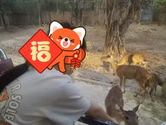 -清迈夜间动物园