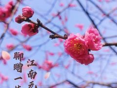 -无锡梅园公园