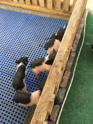 -萌宠亲子动物乐园(槐房万达店)