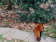 -都江堰中华大熊猫苑
