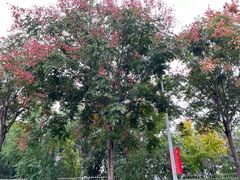 -济南国际园博园