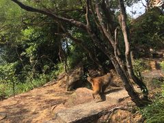 -狮子山郊野公园