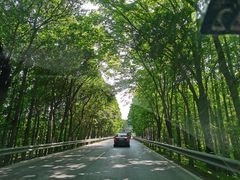 -上海海湾国家森林公园