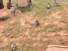 -海南热带野生动植物园