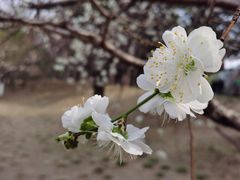 -海棠花溪(元大都城垣遗址公园)