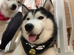 海参-Husky Go! 哈士奇体验馆·宠物咖啡厅狗咖