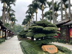 -金花茶公园