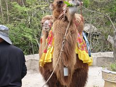 -木兰云雾山