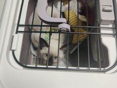 -中农大我爱我爱24h动物医院·中医针灸·猫专科·骨科医疗中心(双井店)