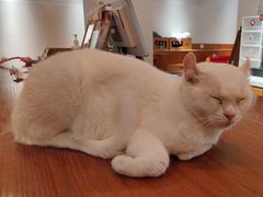 -有猫主题·治愈系猫咖(曾厝垵店)