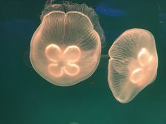 -芜湖新华联大白鲸海洋公园