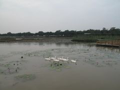 -大湾区中央湿地公园