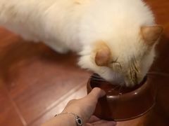 -猫小院猫主题咖啡厅(北锣店)