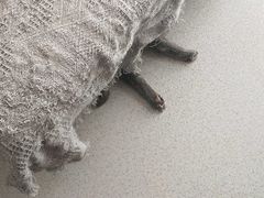 -我爱猫咪·猫咖·狗咖·安哥拉兔·羊驼咖(小寨华旗店)