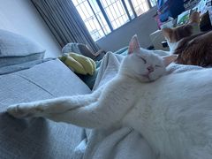 -宠颐生动物医院·猫科·心脏科(海口分院)