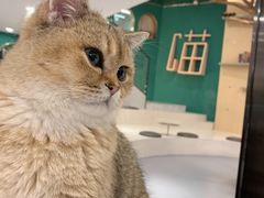 -飞行喵MR PILOT|猫舍·猫咖(静安大融城店)