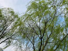 -白塘生态植物园
