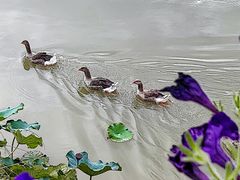 -荷兰花海