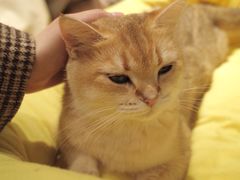 -逗柴咖啡屋·狗咖猫咖宠物桌游