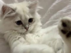 -喵zoo家庭繁育猫舍(尖东智能花园店)