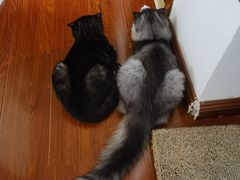 -瑞派福兴宠物医院犬猫全科·骨科·中西医结合(河东店)